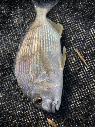 ヒョウタイの釣果