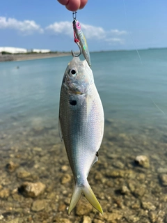 アシチンの釣果