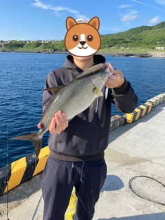 カンパチの釣果