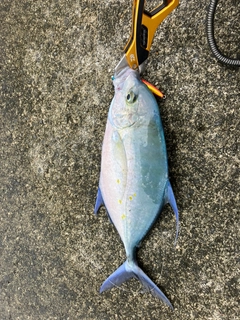 ナンヨウカイワリの釣果