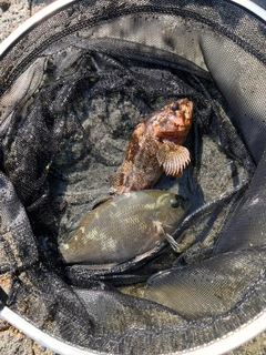 ソイの釣果