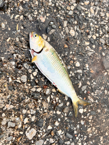 コノシロの釣果