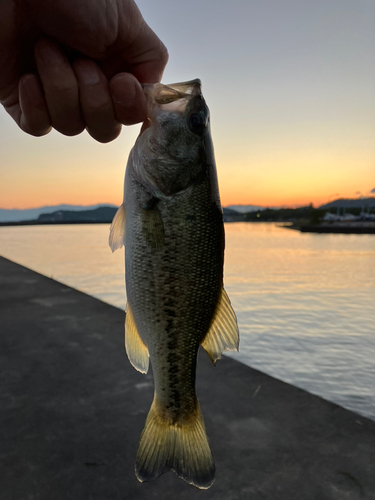 ラージマウスバスの釣果