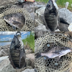 クロダイの釣果