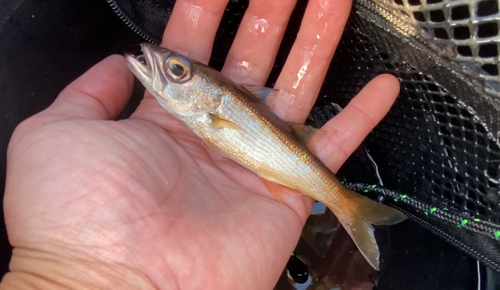 ムツの釣果