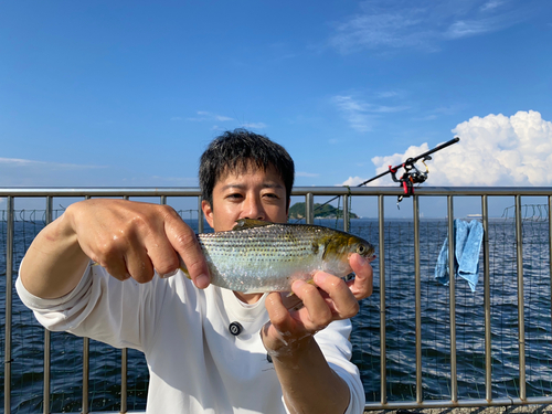 コノシロの釣果