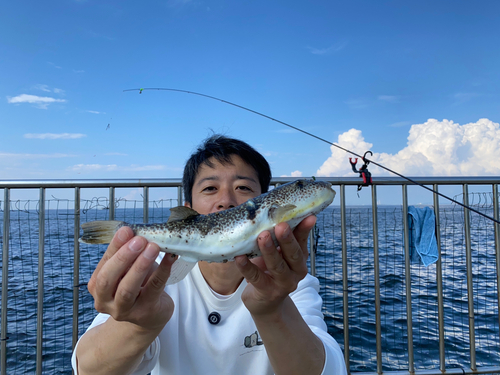 ショウサイフグの釣果