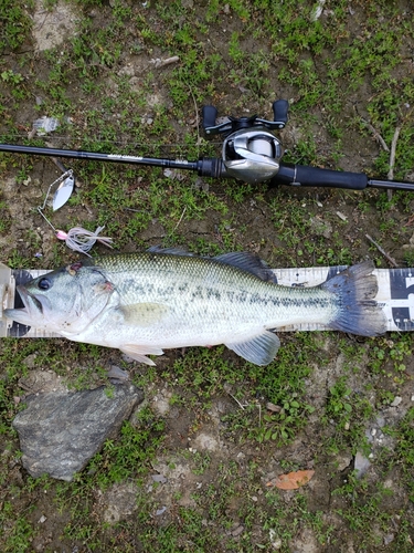 ブラックバスの釣果