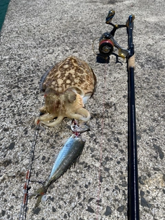 カミナリイカの釣果