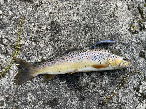 ブラウントラウトの釣果