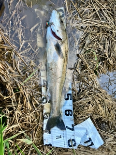 スズキの釣果