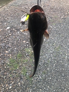 マナマズの釣果