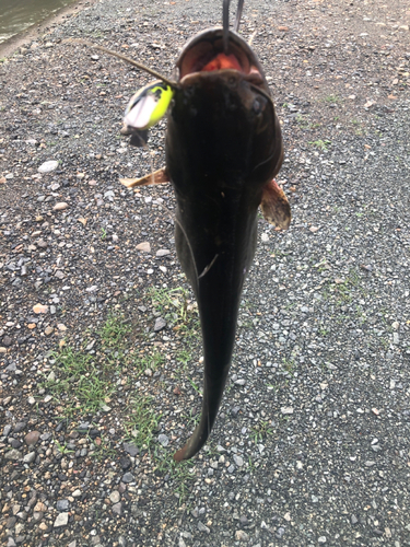 マナマズの釣果