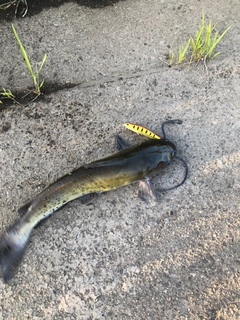 アメリカナマズの釣果