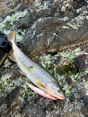 サクラマスの釣果