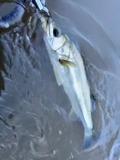 スズキの釣果