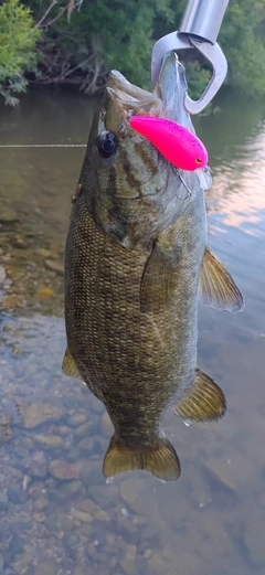 スモールマウスバスの釣果