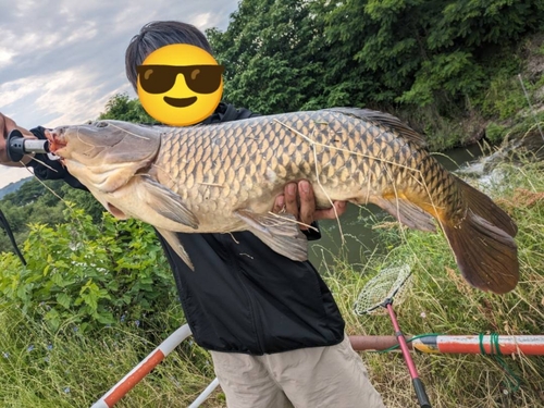 コイの釣果