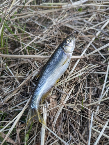 カワムツの釣果