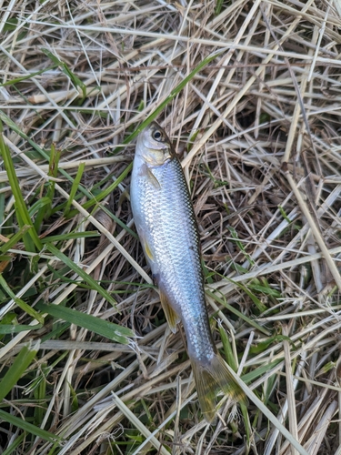 カワムツの釣果