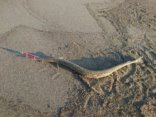 ダツの釣果