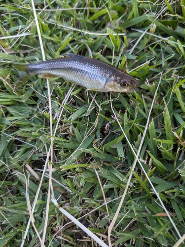 カワムツの釣果