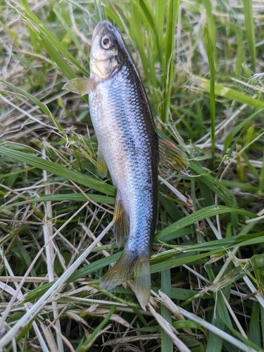 カワムツの釣果