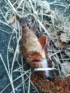 カサゴの釣果