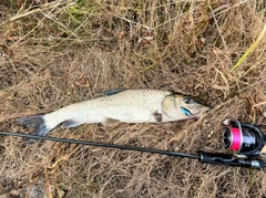 ニゴイの釣果