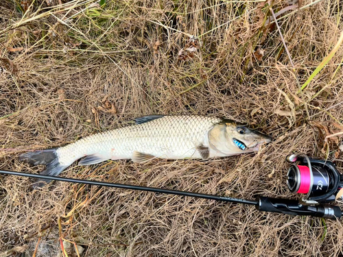 ニゴイの釣果