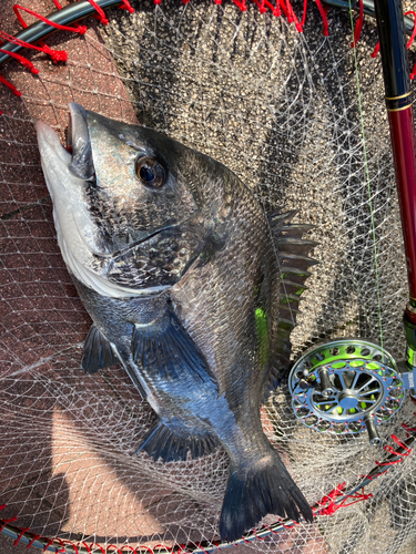 チヌの釣果