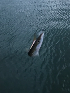 カマスの釣果