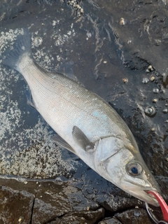 ヒラスズキの釣果