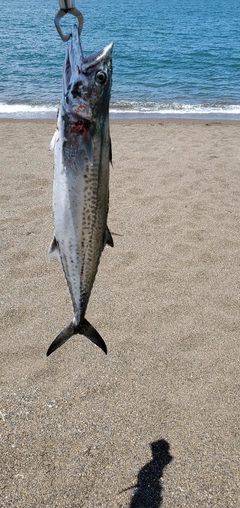 サゴシの釣果