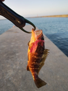 キジハタの釣果