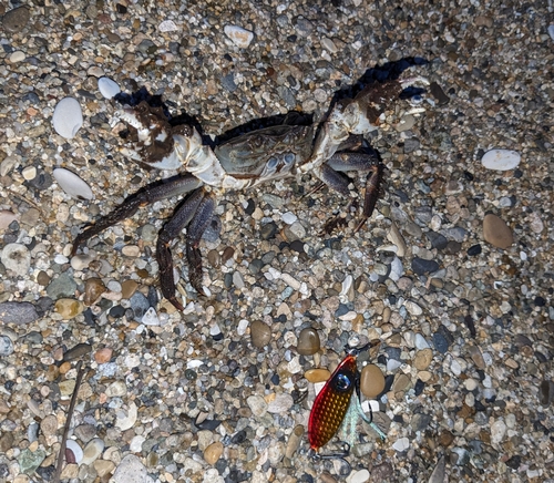 カニの釣果