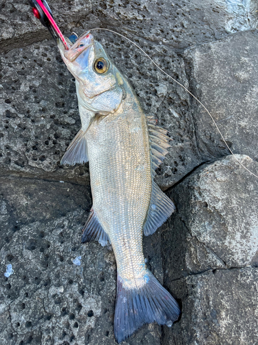 ヒラスズキの釣果