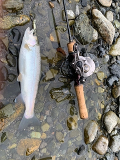 ホウライマスの釣果