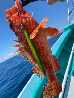 オニカサゴの釣果