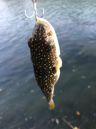 クサフグの釣果