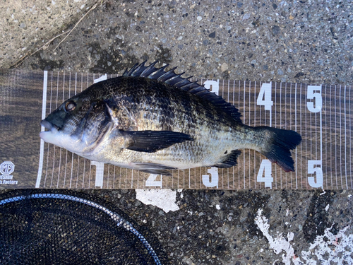 クロダイの釣果