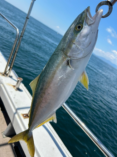 ハマチの釣果