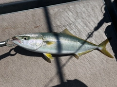 ハマチの釣果