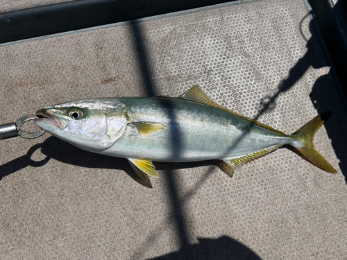 ハマチの釣果