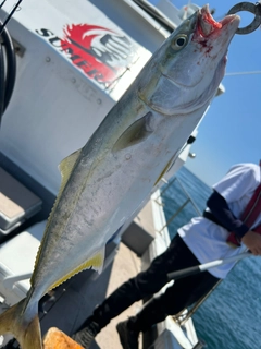 ハマチの釣果