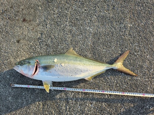 メジロの釣果