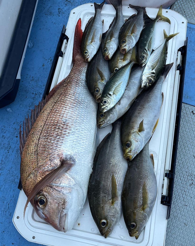 マダイの釣果