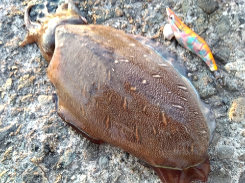 コウイカの釣果