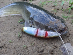 ナマズの釣果