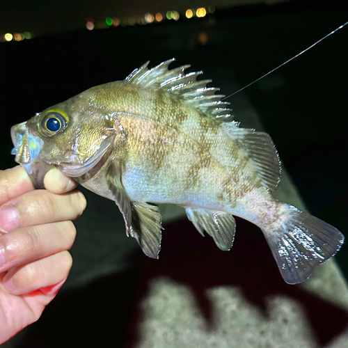 シロメバルの釣果